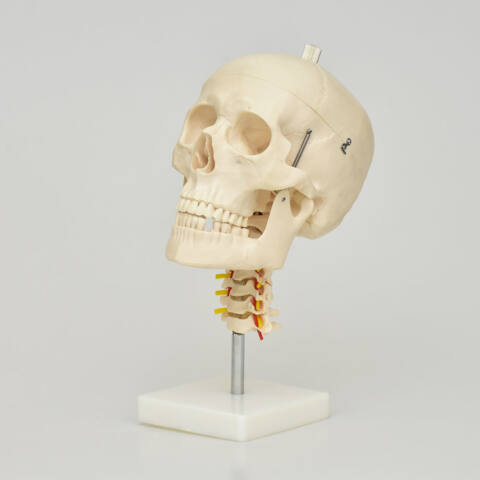 MODELO ANATÓMICO DE CRÁNEO CON CUELLO - Imagen 2