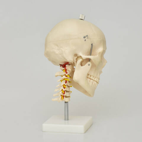 MODELO ANATÓMICO DE CRÁNEO CON CUELLO - Imagen 3
