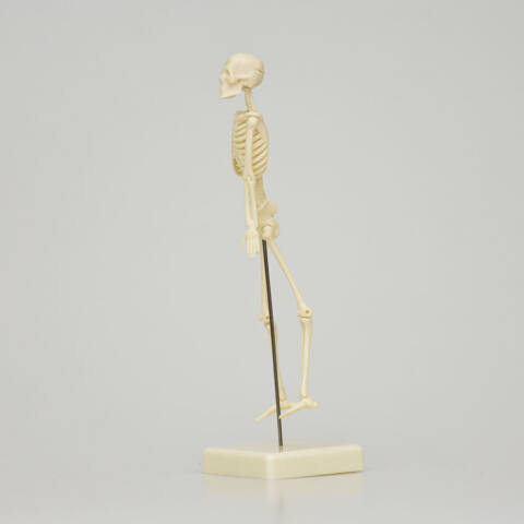 MODELO ANATÓMICO DE ESQUELETO DE 18 CM - Imagen 2