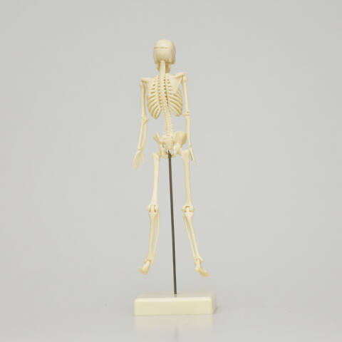 MODELO ANATÓMICO DE ESQUELETO DE 18 CM - Imagen 3