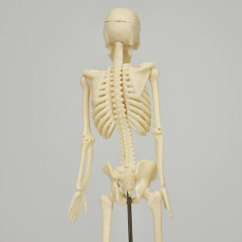 MODELO ANATÓMICO DE ESQUELETO DE 18 CM - Imagen 4