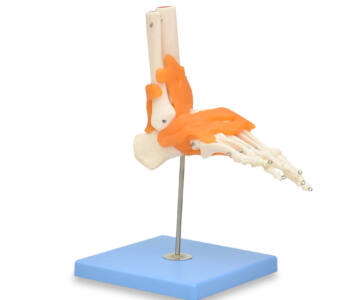 ARTICULACIÓN DE PIE GIGANTE CON LIGAMENTOS, PREMIUM