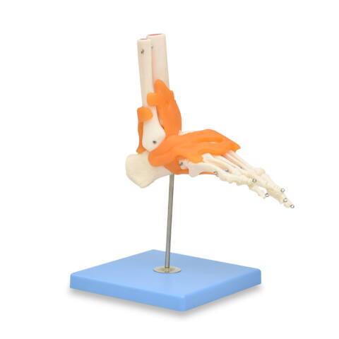 ARTICULACIÓN DE PIE GIGANTE CON LIGAMENTOS, PREMIUM