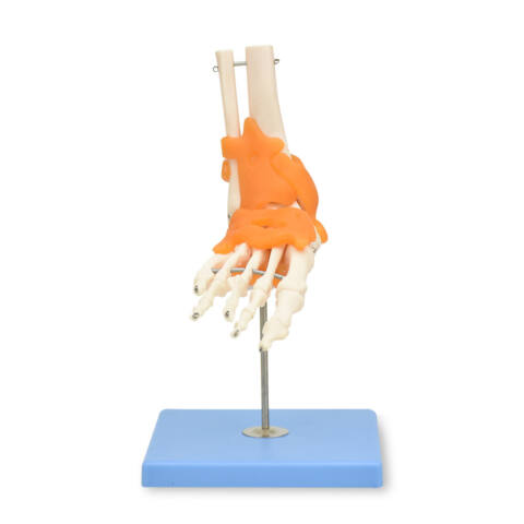 ARTICULACIÓN DE PIE GIGANTE CON LIGAMENTOS, PREMIUM - Imagen 2