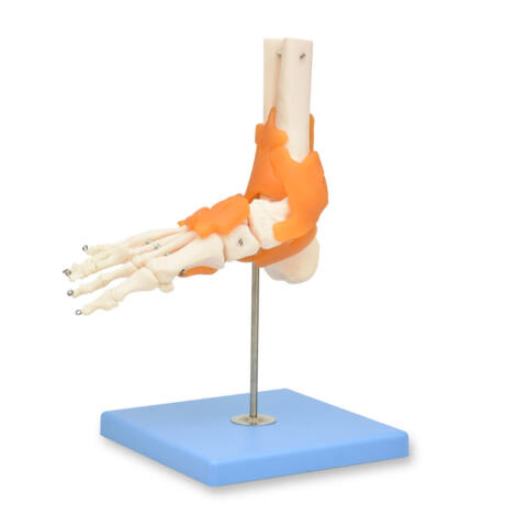 ARTICULACIÓN DE PIE GIGANTE CON LIGAMENTOS, PREMIUM - Imagen 3