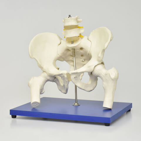 ESQUELETO DE LA PELVIS CON COLUMNA LUMBAR Y CABEZA DE FÉMUR - Imagen 3