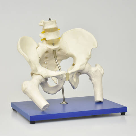 ESQUELETO DE LA PELVIS CON COLUMNA LUMBAR Y CABEZA DE FÉMUR - Imagen 2