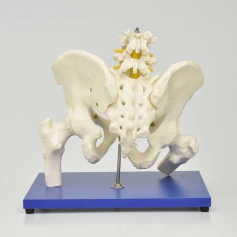 ESQUELETO DE LA PELVIS CON COLUMNA LUMBAR Y CABEZA DE FÉMUR - Imagen 4