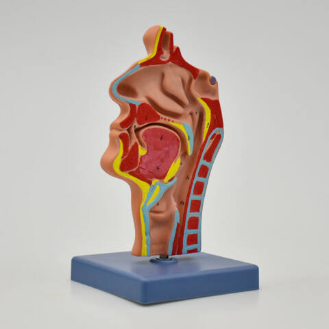 CAVIDAD NASAL, CAVIDAD ORAL, GARGANTA Y FARINGE - Imagen 2