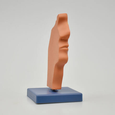 CAVIDAD NASAL, CAVIDAD ORAL, GARGANTA Y FARINGE - Imagen 4
