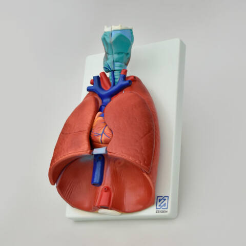 MODELO ANATÓMICO DE PULMONES NATURALES - Imagen 3