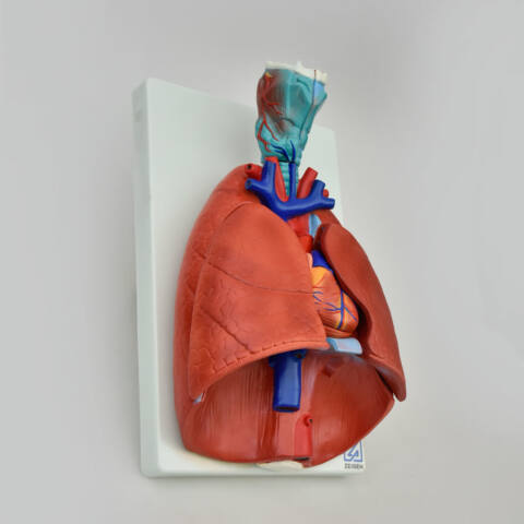 MODELO ANATÓMICO DE PULMONES NATURALES - Imagen 2