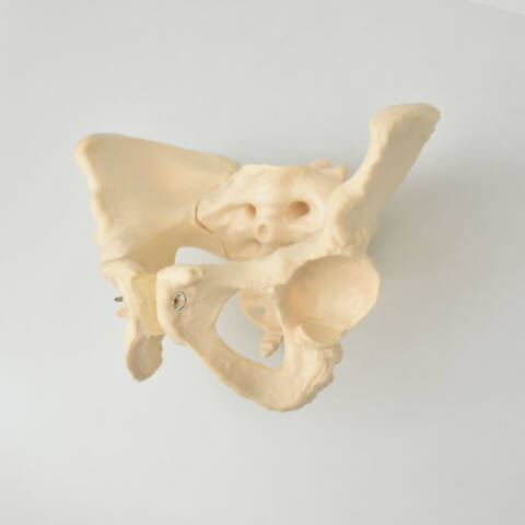 PELVIS FEMENINA - Imagen 3