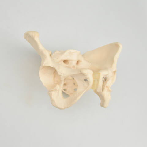 PELVIS FEMENINA - Imagen 2