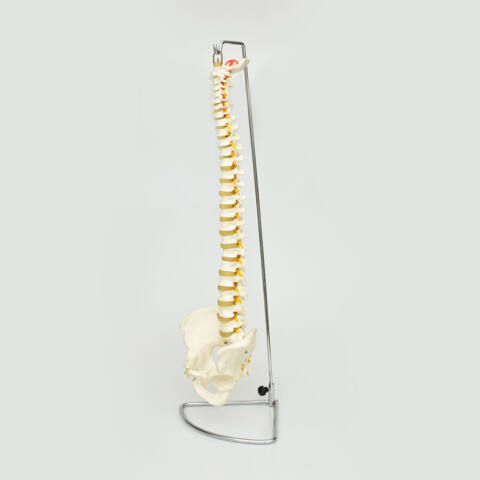 COLUMNA VERTEBRAL FLEXIBLE - Imagen 3