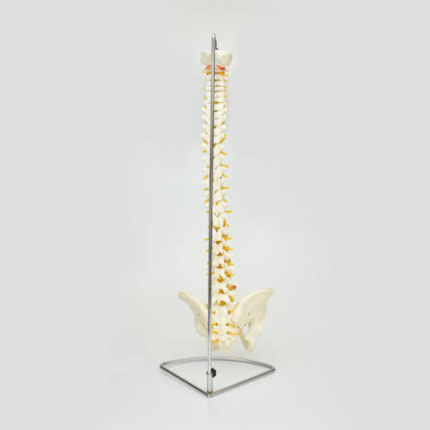 COLUMNA VERTEBRAL FLEXIBLE - Imagen 2