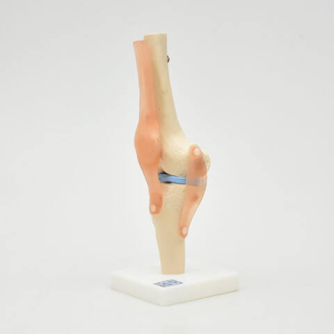ARTICULACIÓN DE RODILLA - Imagen 3