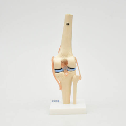 ARTICULACIÓN DE RODILLA - Imagen 2