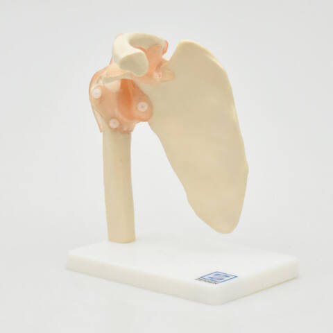 ARTICULACIÓN DE HOMBRO - Imagen 2