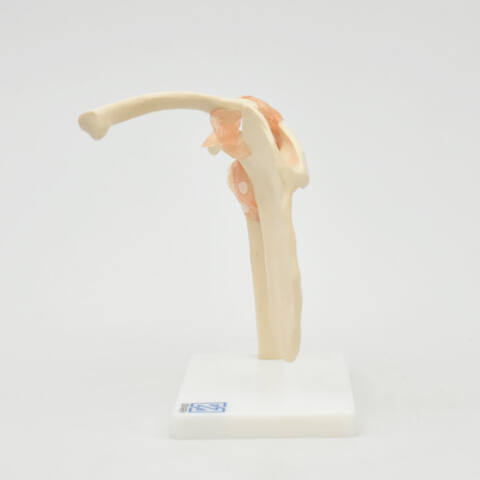 ARTICULACIÓN DE HOMBRO - Imagen 3
