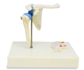 ARTICULACIÓN DE HOMBRO