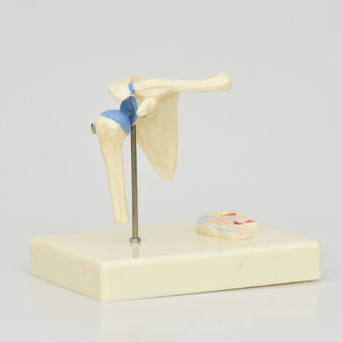 ARTICULACIÓN DE HOMBRO - Imagen 3