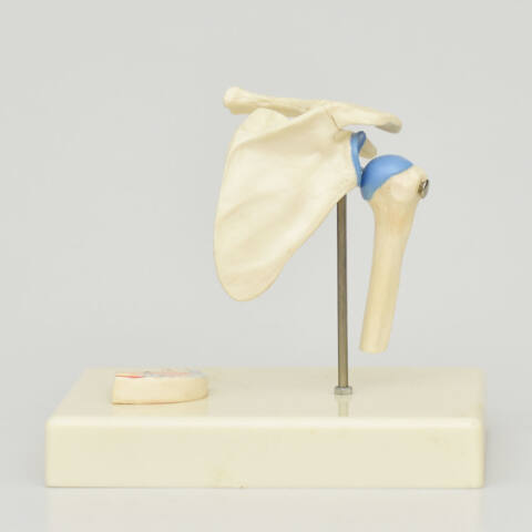 ARTICULACIÓN DE HOMBRO - Imagen 2