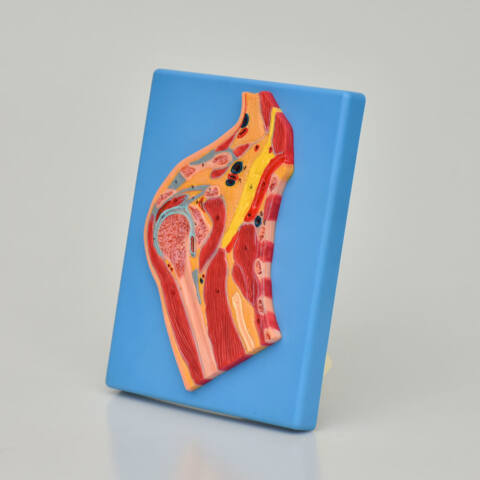 MODELO SECCIONADO DE ARTICULACIÓN DE HOMBRO - Imagen 2