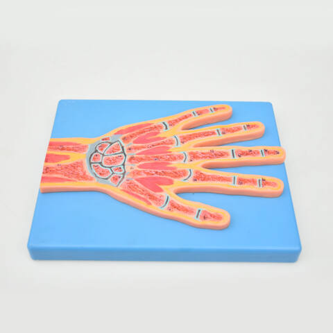 MODELO DE MANO SECCIONADA - Imagen 2