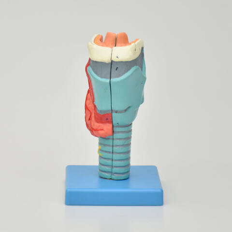 MODELO DE LARINGE DE LUJO, 2 PIEZAS - Imagen 3