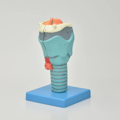 MODELO DE LARINGE DE LUJO, 2 PIEZAS - Imagen 4