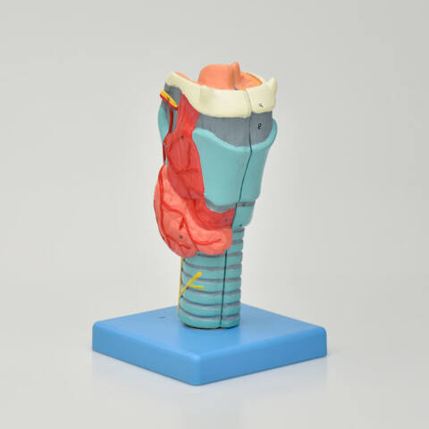 MODELO DE LARINGE DE LUJO, 2 PIEZAS - Imagen 2