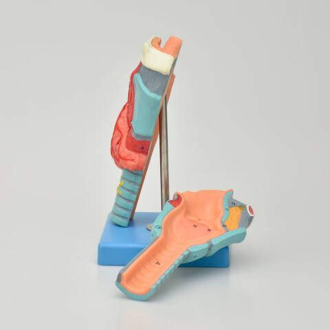 MODELO DE LARINGE DE LUJO, 2 PIEZAS - Imagen 5