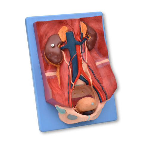 MODELO ANATÓMICO DEL SISTEMA URINARIO - Imagen 2