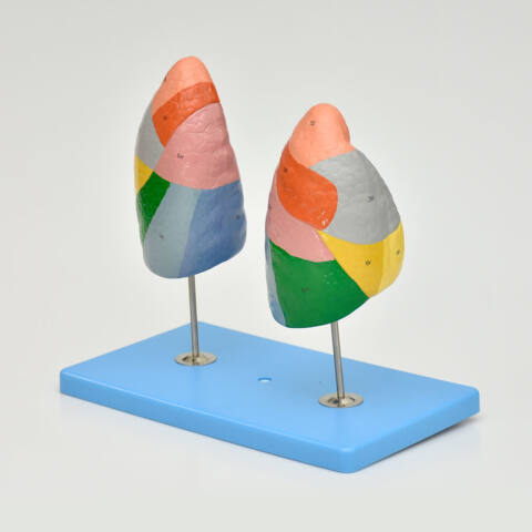 PULMONES EN SEGMENTOS - Imagen 2