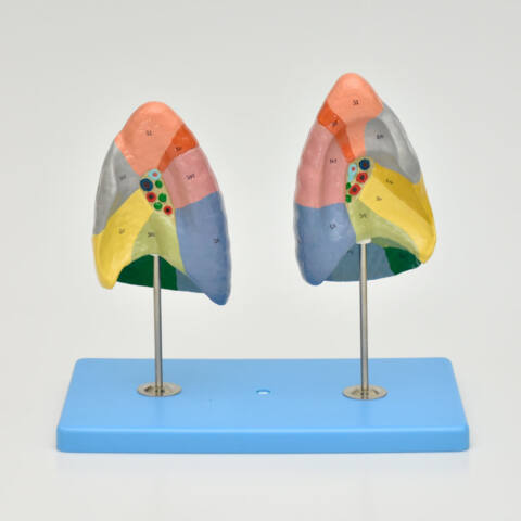PULMONES EN SEGMENTOS - Imagen 3