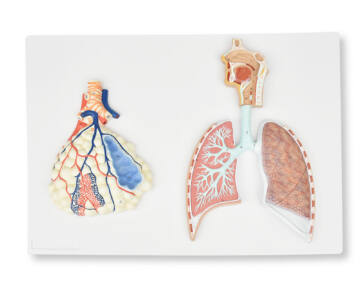 SISTEMA RESPIRATORIO