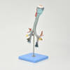 MODELO DE LARINGE, TRÁQUEA Y ÁRBOL BRONQUIAL - Imagen 3