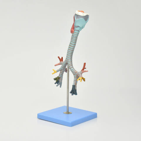 MODELO DE LARINGE, TRÁQUEA Y ÁRBOL BRONQUIAL - Imagen 3