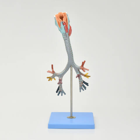 MODELO DE LARINGE, TRÁQUEA Y ÁRBOL BRONQUIAL - Imagen 2