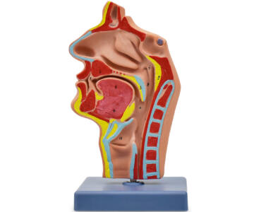 CAVIDAD NASAL, CAVIDAD ORAL, GARGANTA Y FARINGE