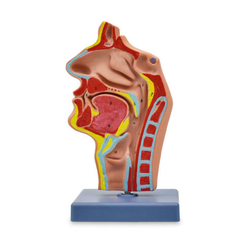 CAVIDAD NASAL, CAVIDAD ORAL, GARGANTA Y FARINGE