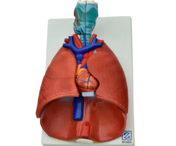 MODELO ANATÓMICO DE PULMONES NATURALES