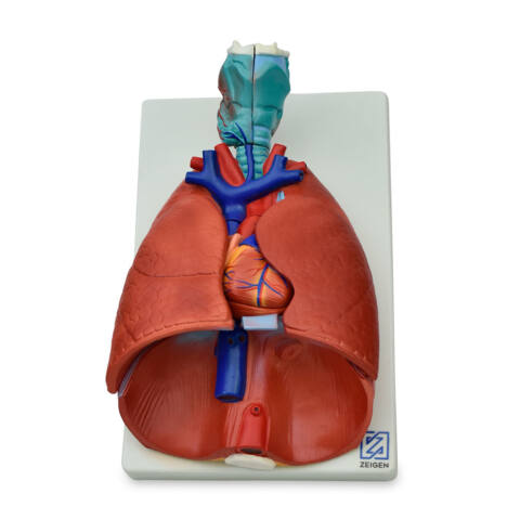MODELO ANATÓMICO DE PULMONES NATURALES