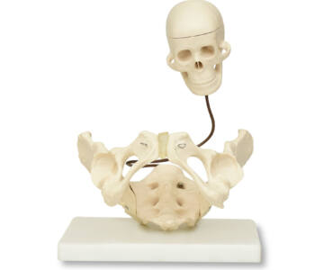 PELVIS PARA DEMOSTRACIÓN DE NACIMIENTO