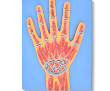 MODELO DE MANO SECCIONADA