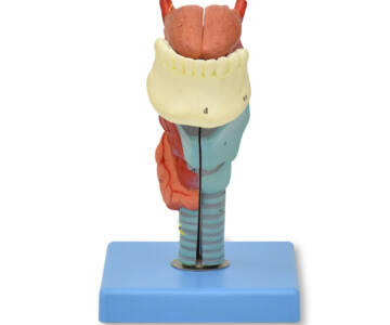 MODELO ANATÓMICO DE LARINGE, LENGUA Y DIENTES