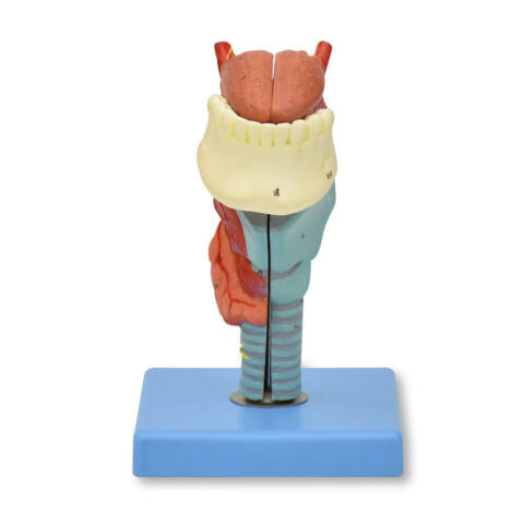 MODELO ANATÓMICO DE LARINGE, LENGUA Y DIENTES