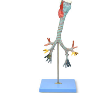 MODELO DE LARINGE, TRÁQUEA Y ÁRBOL BRONQUIAL