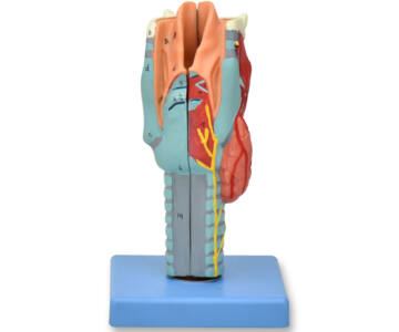 MODELO DE LARINGE DE LUJO, 2 PIEZAS